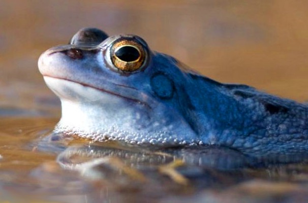 Blauer Frosch im ostseenahen Hochmoor